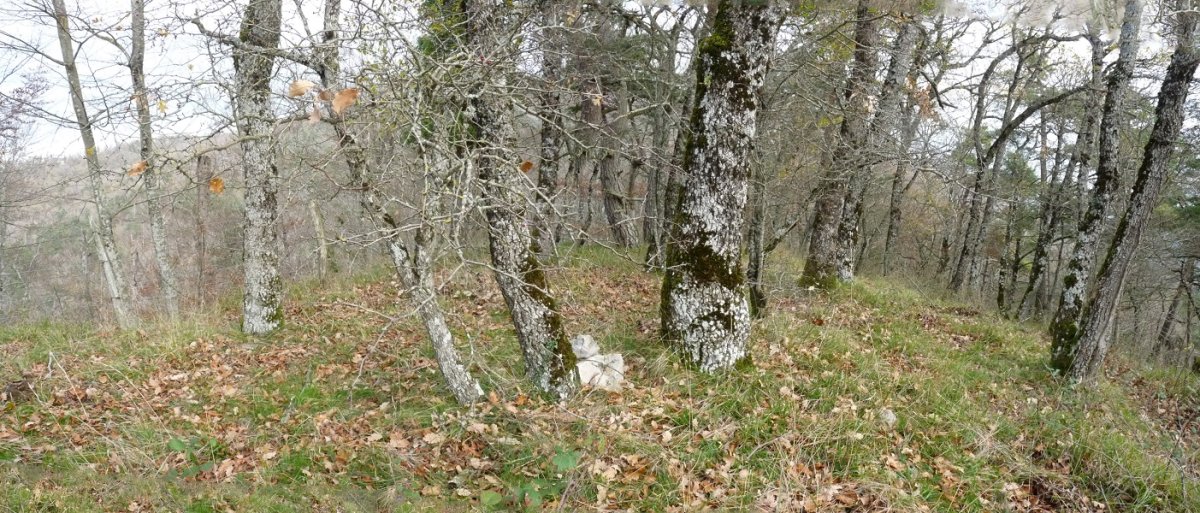Enaguruko gailurra