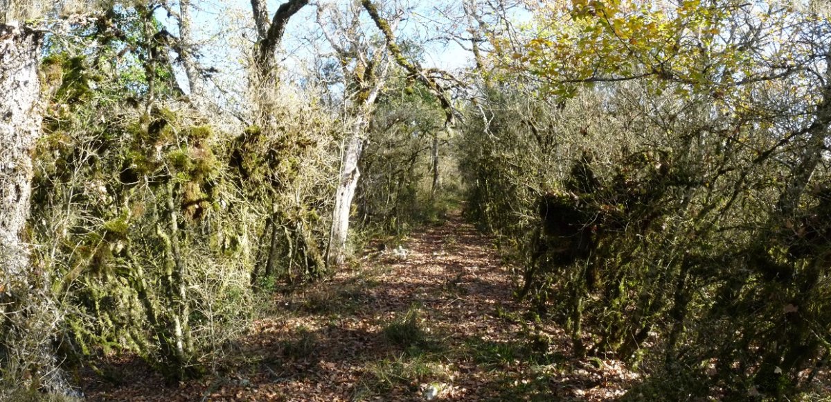 Gainaldeko bidea