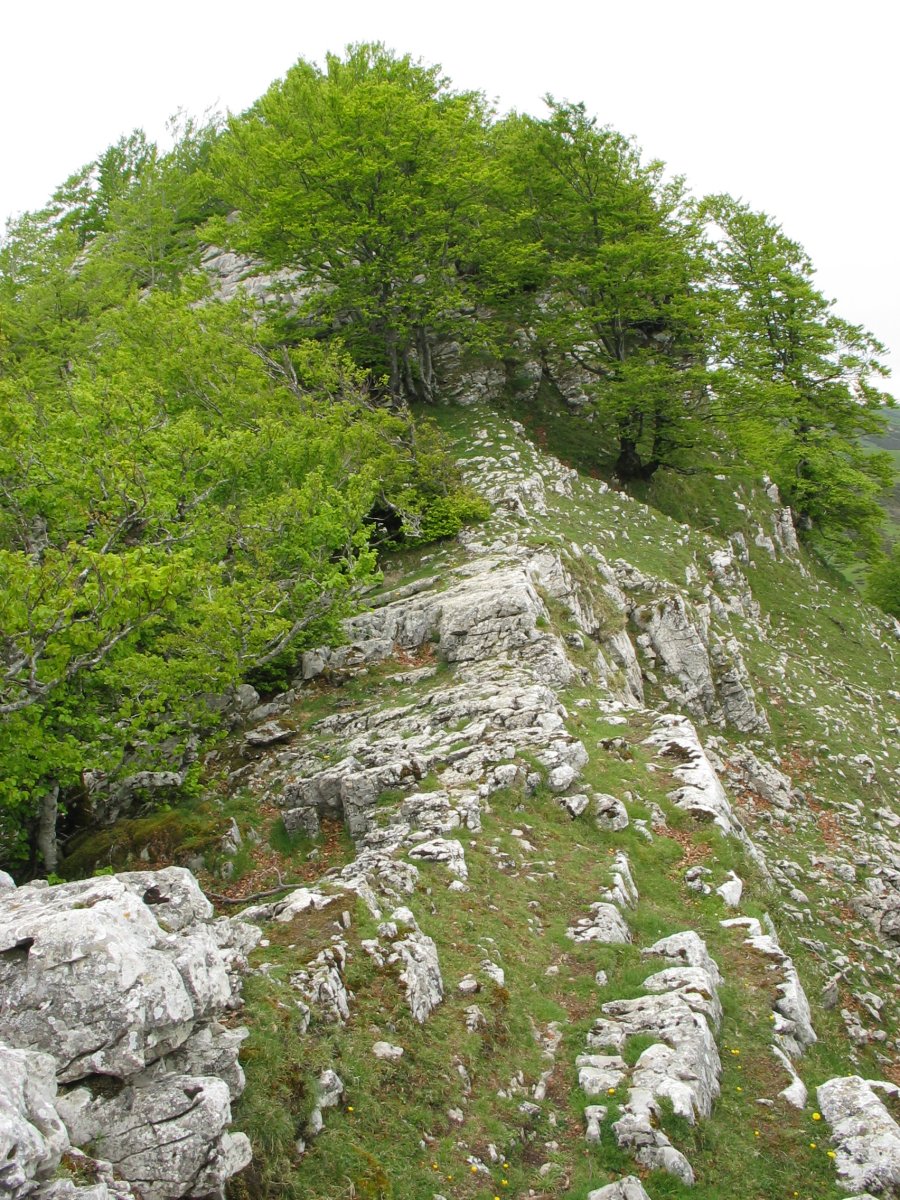 Eko gandorra