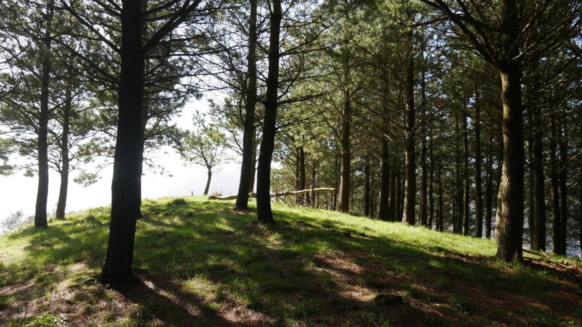 Tontorra