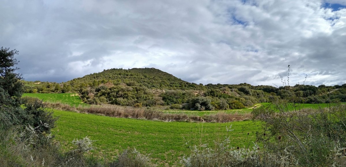 Pulpito gaina