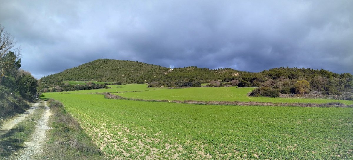 Berros gaina