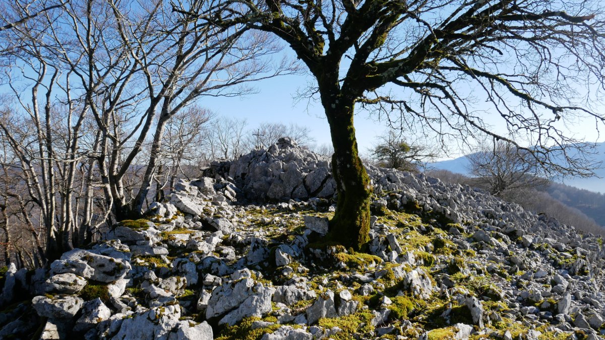 Tontorra
