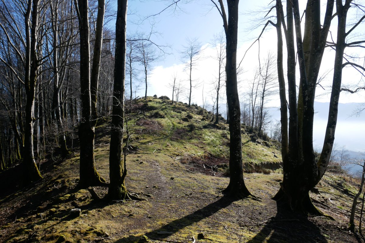 Murune gaina