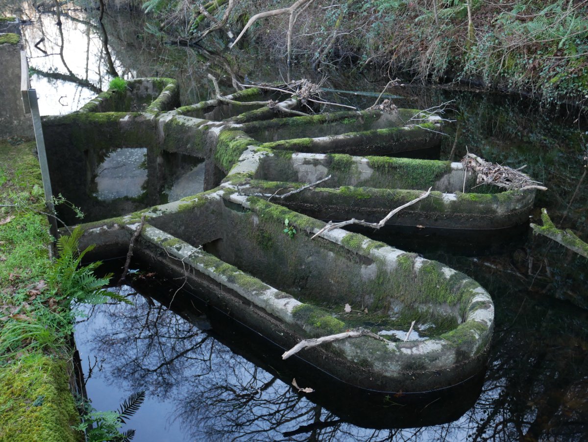 Hustubide kuriosoa