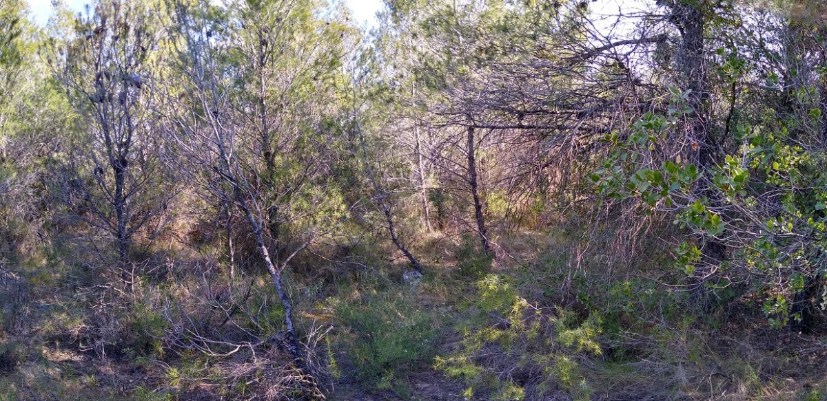 Puyalatoko gailurra