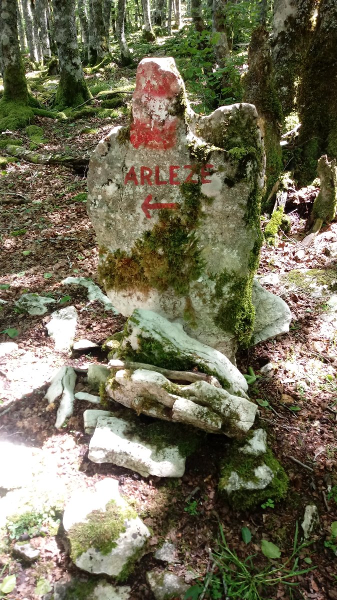 Arleze seinalea