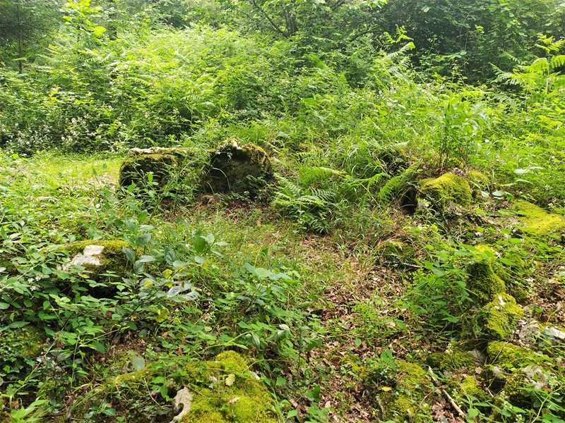 Labeo Trikuharria