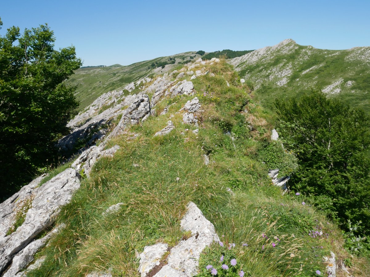 Arriolatz tontorra