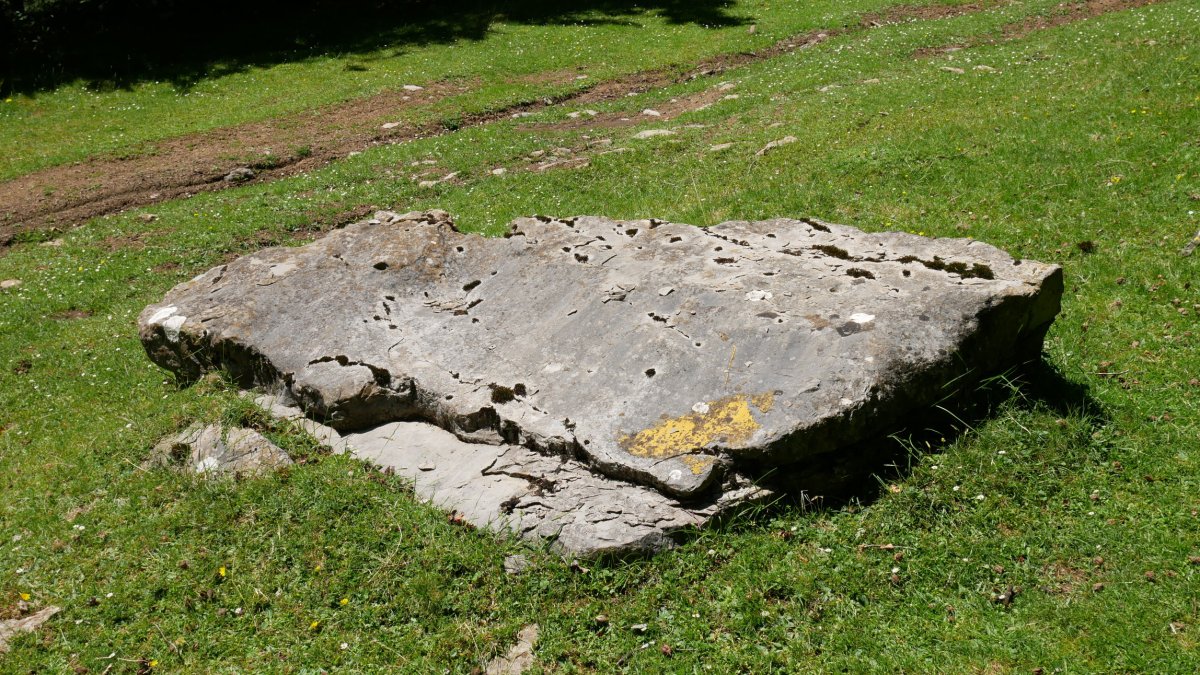 BELUTA zutarria