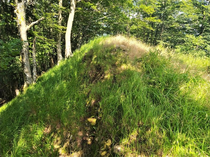 Tontorra