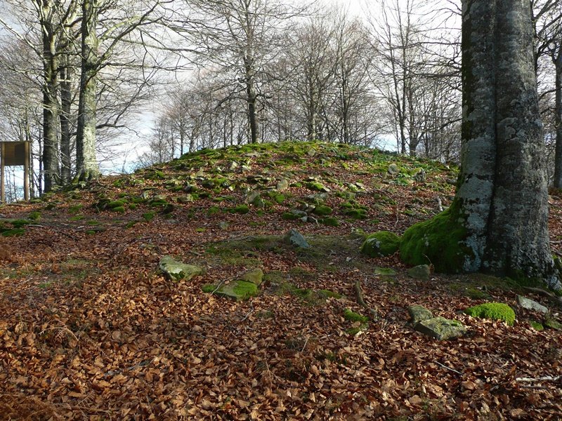 Tontorra