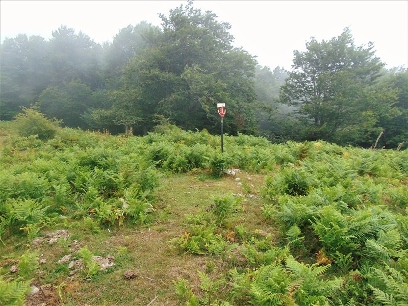 Tontorra