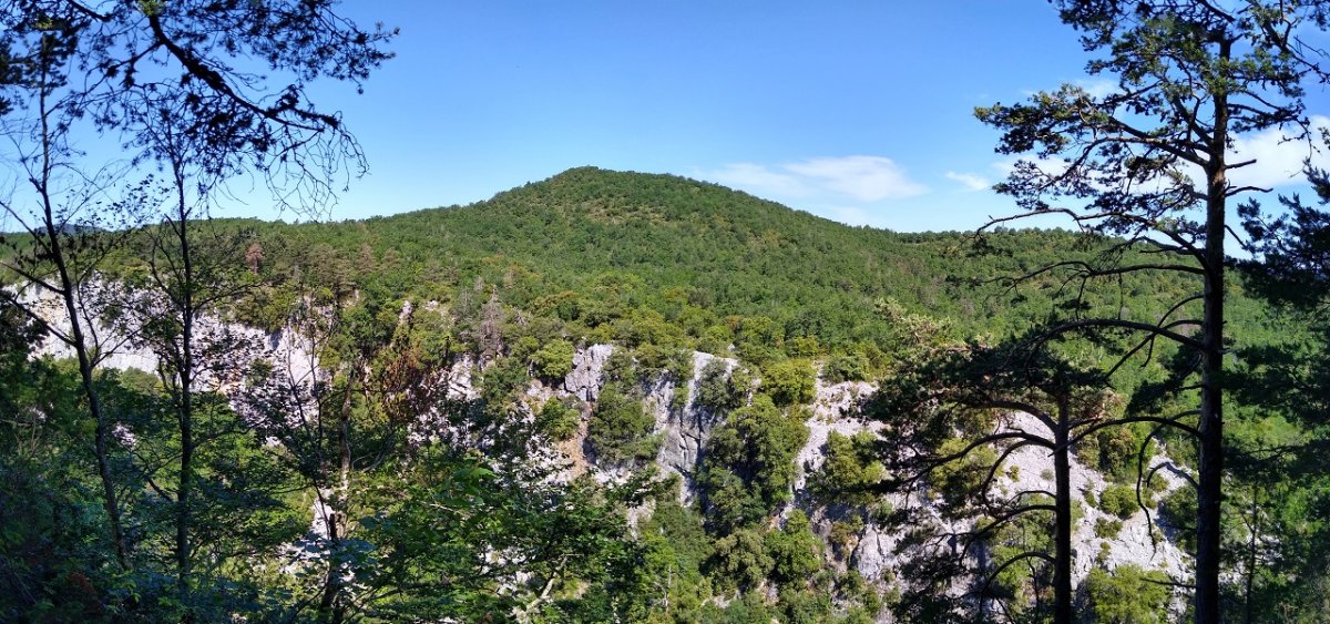 Puyalote