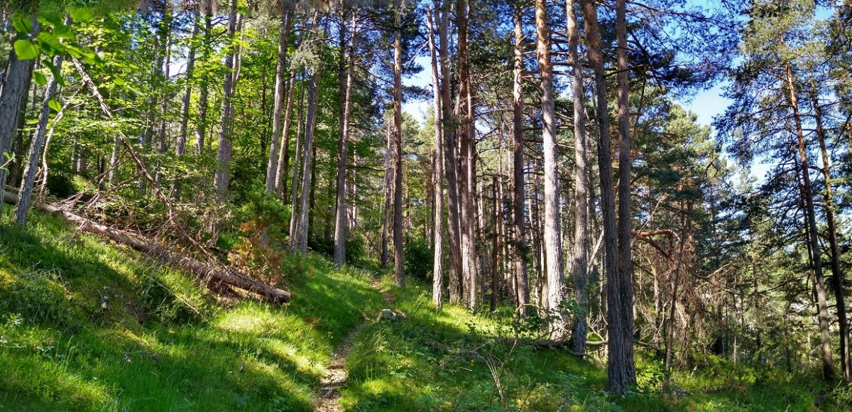 Bidea pinudian gora