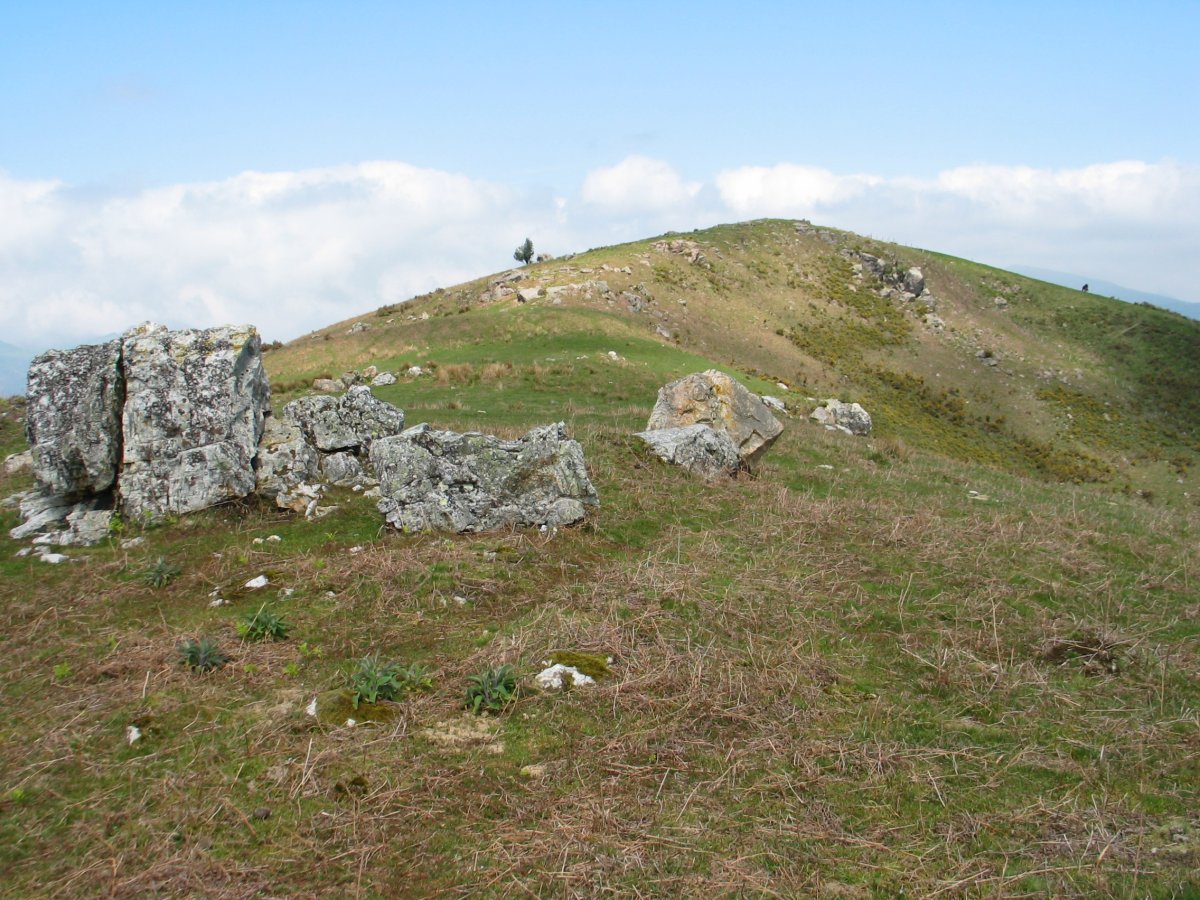 Soralar gaina
