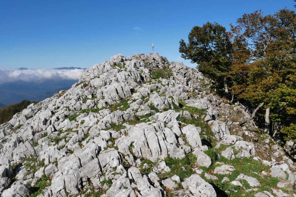 Tontorra