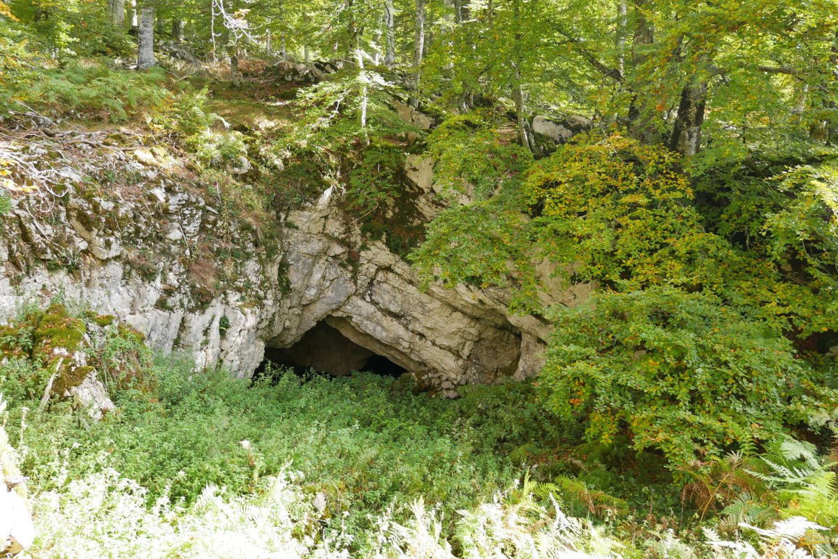Aparein koba