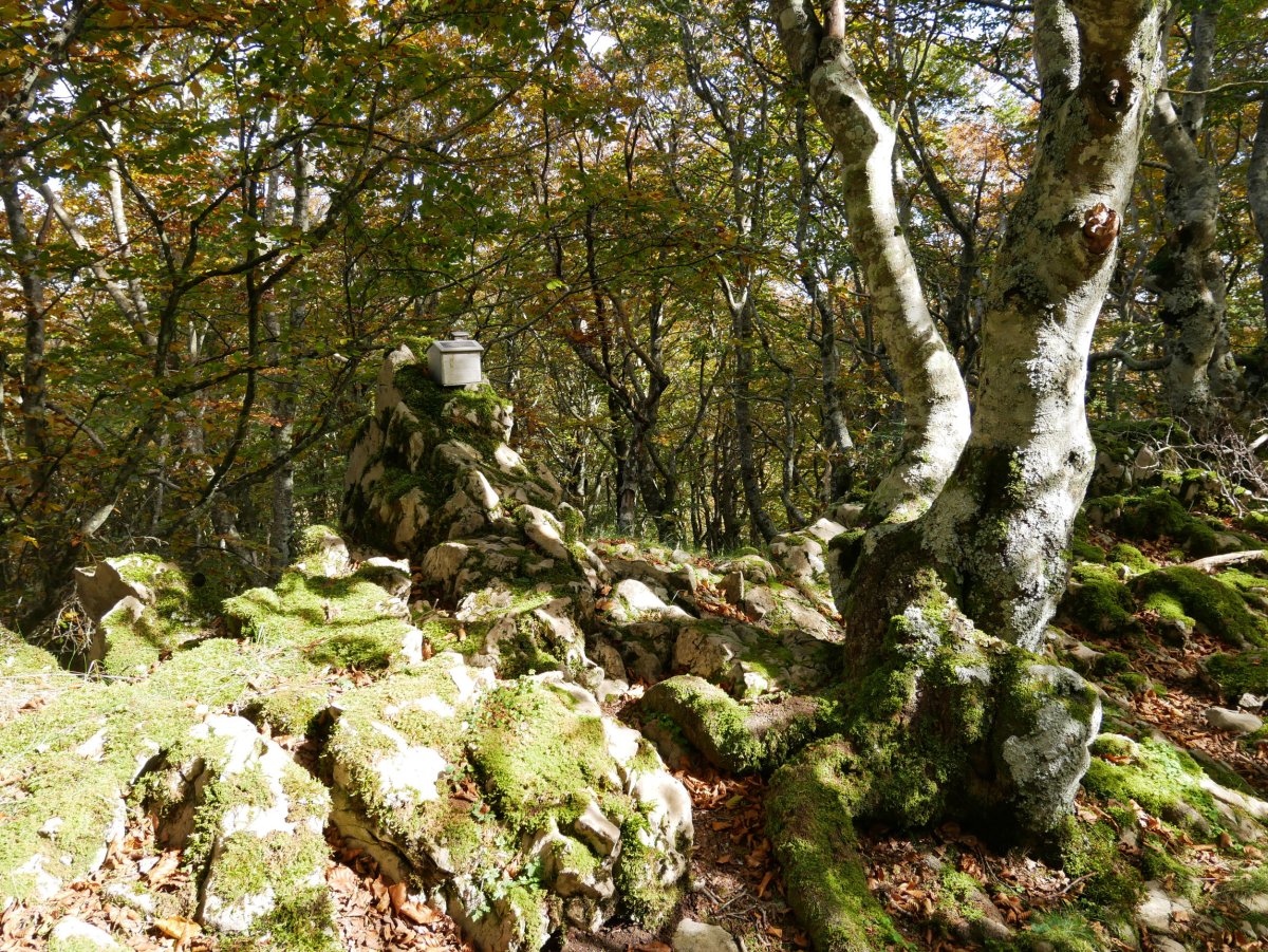 Tontorra