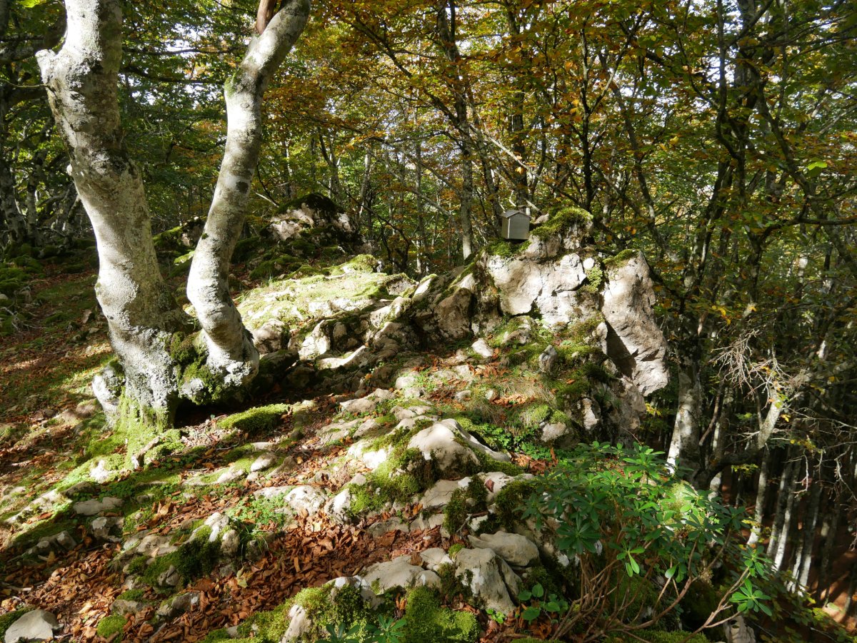 Tontorra