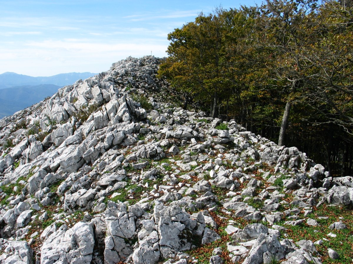 Tontorra