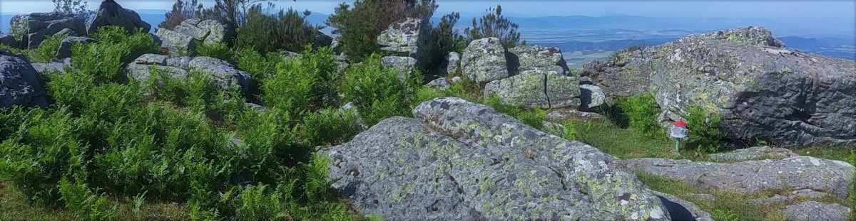 Tontorra