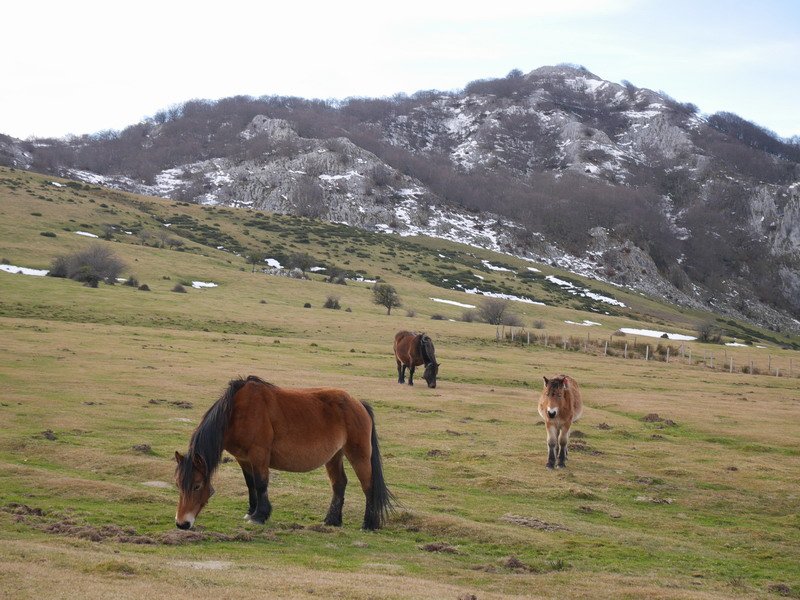 Gorosteta