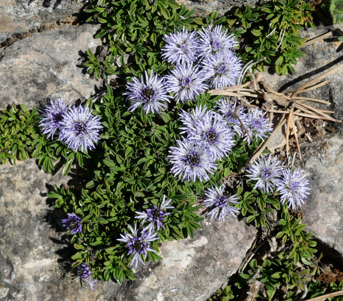 Globularia repens, Zuriza aldean