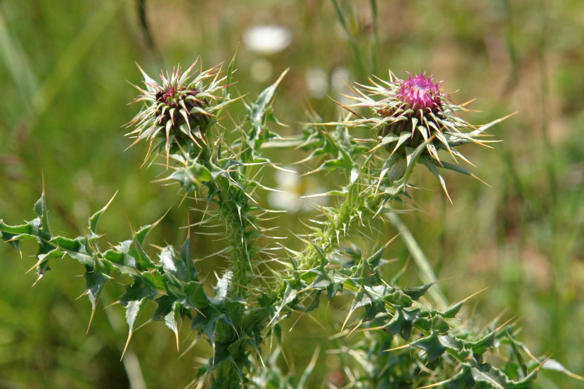 Carduus nutans