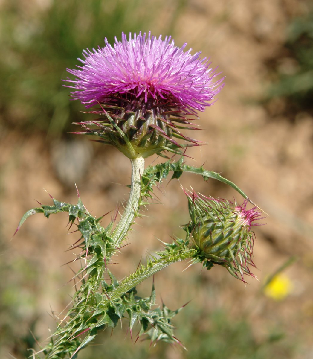 Carduus nutans