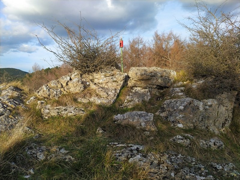 Tontorra