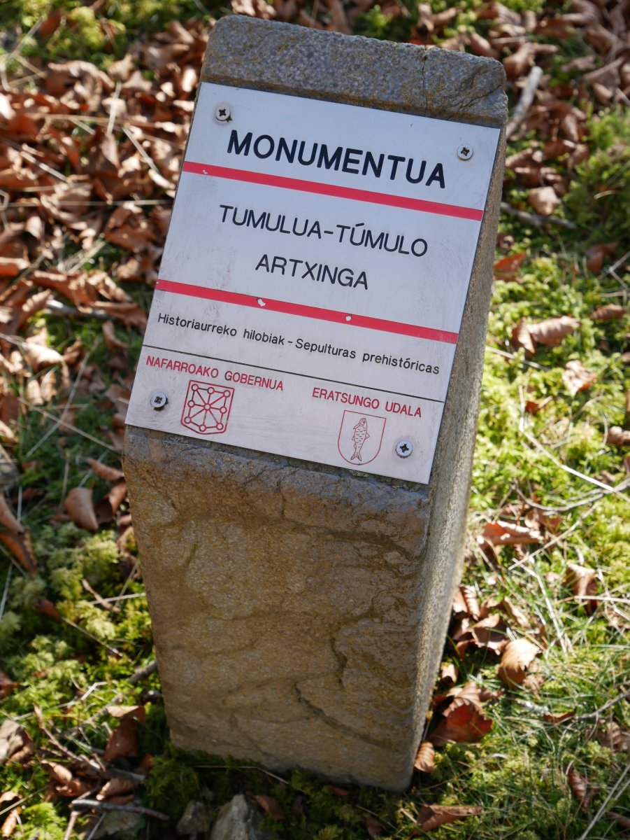 Artxinga tumulua