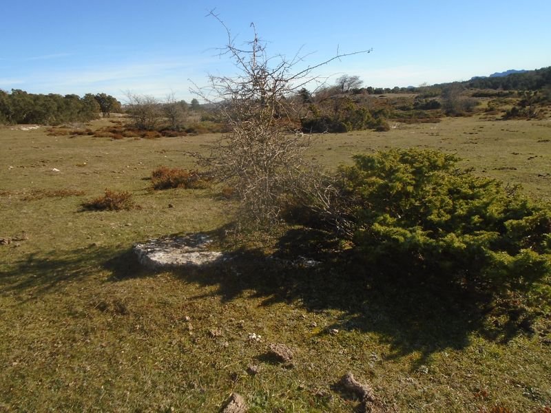 campullido zutarria