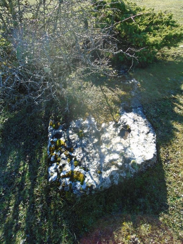 campullido zutarria