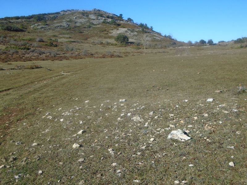campullido 1