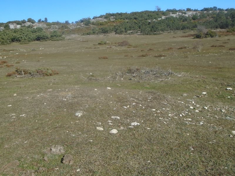 campullido 2