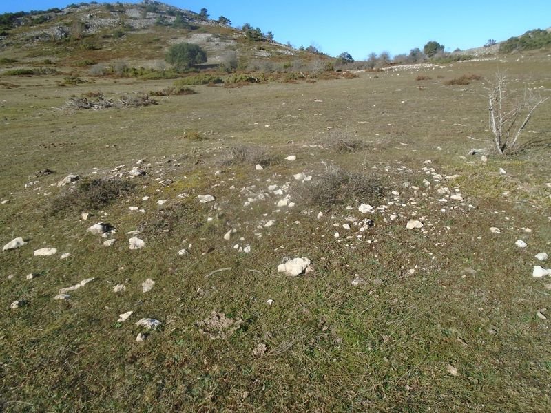 campullido 4