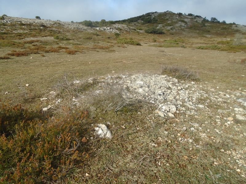 campullido 5
