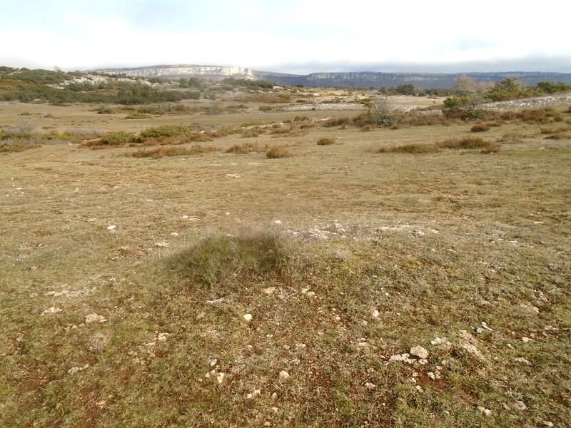campullido 6