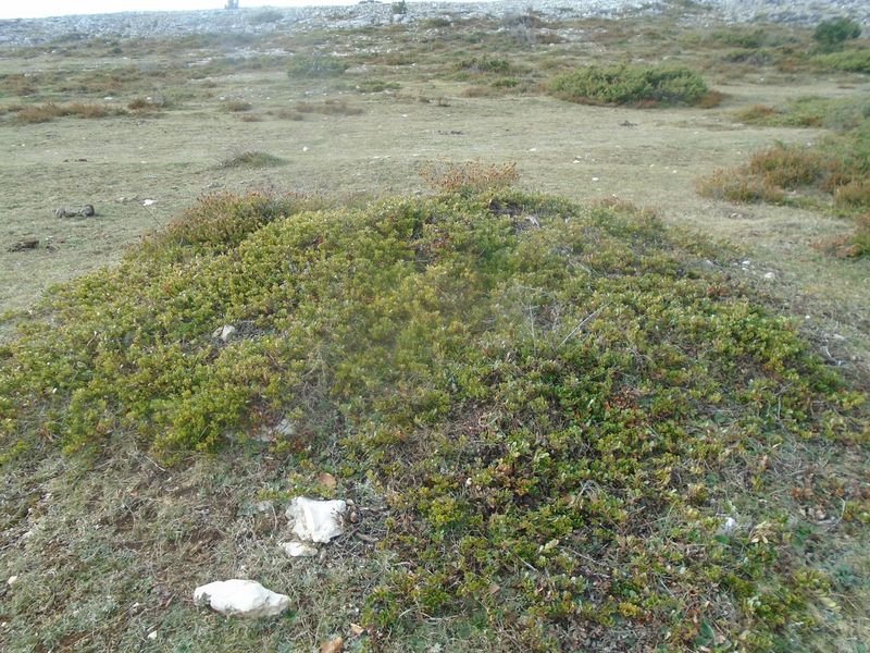 campullido 7