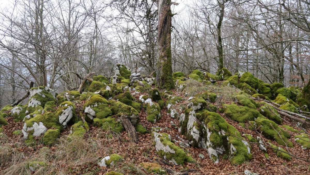 Tontorra, Basakaitz
