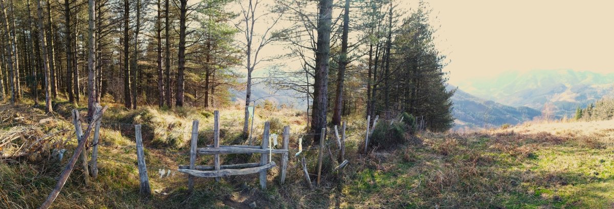 Tontorra