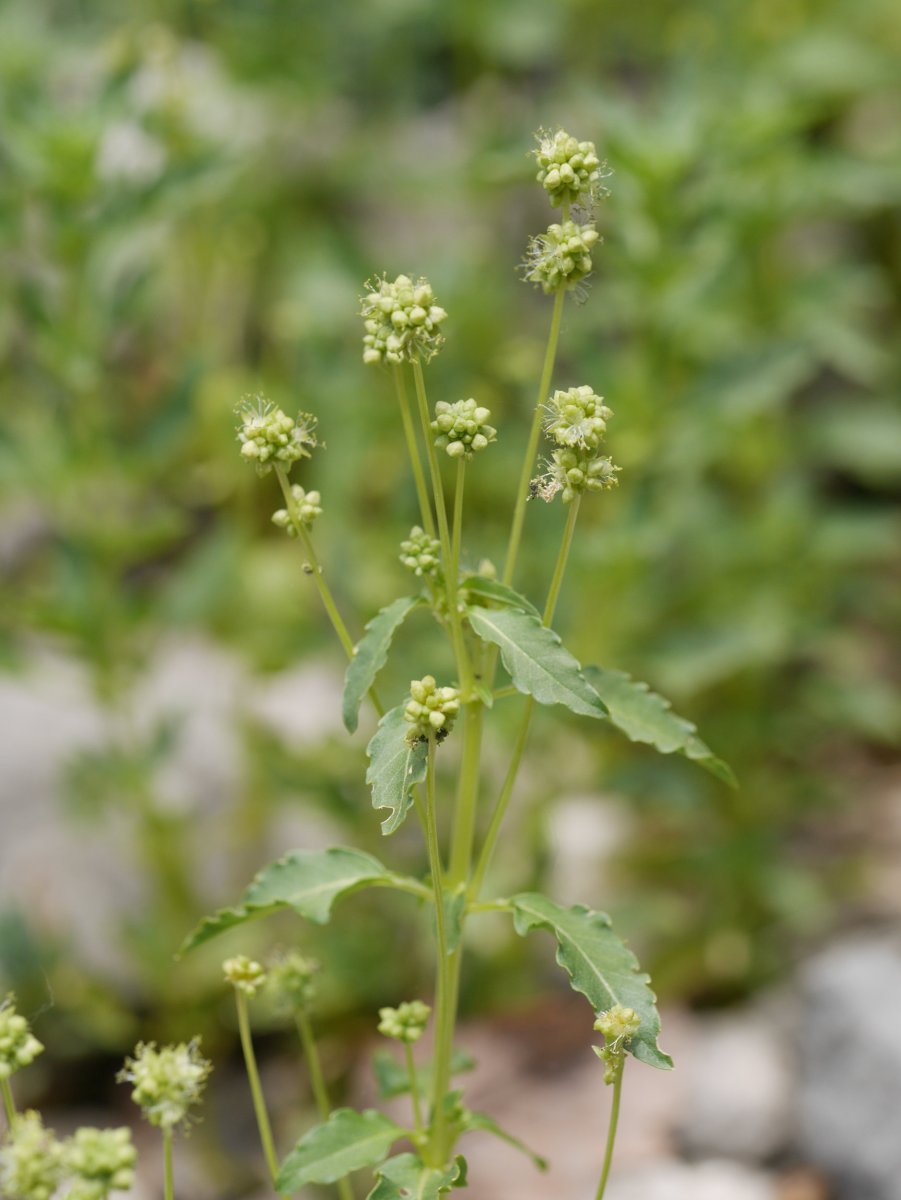 Mercurialis huetii