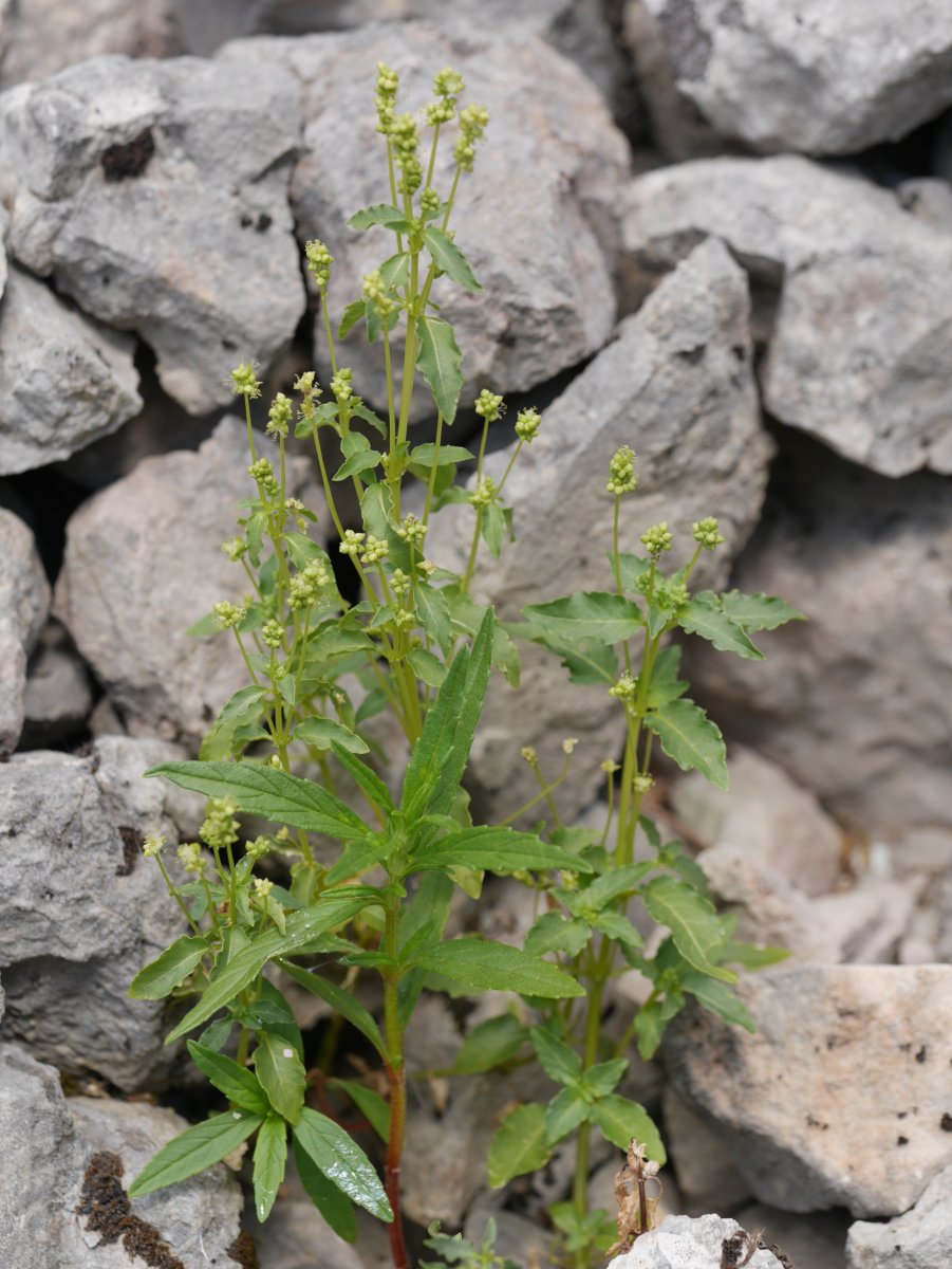 Mercurialis huetii