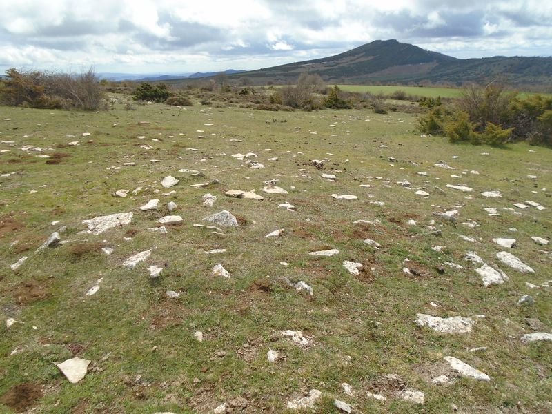 arizdia 9