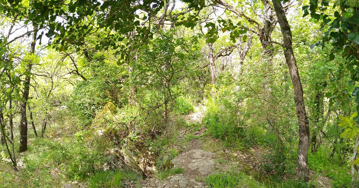 Gailurra, basoan