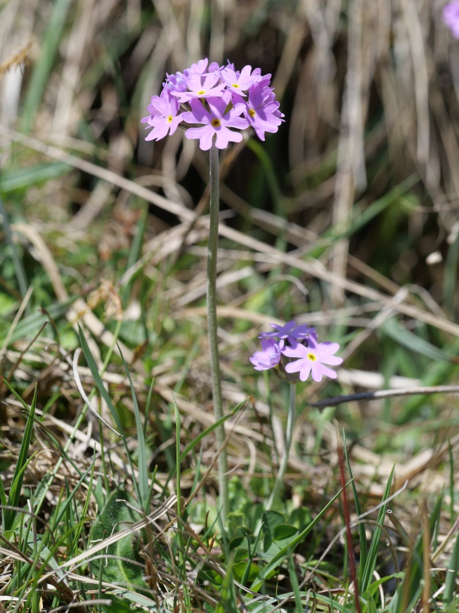 Primula farinosa, Oza aldean