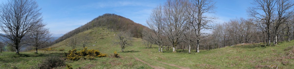 Arramia gaina