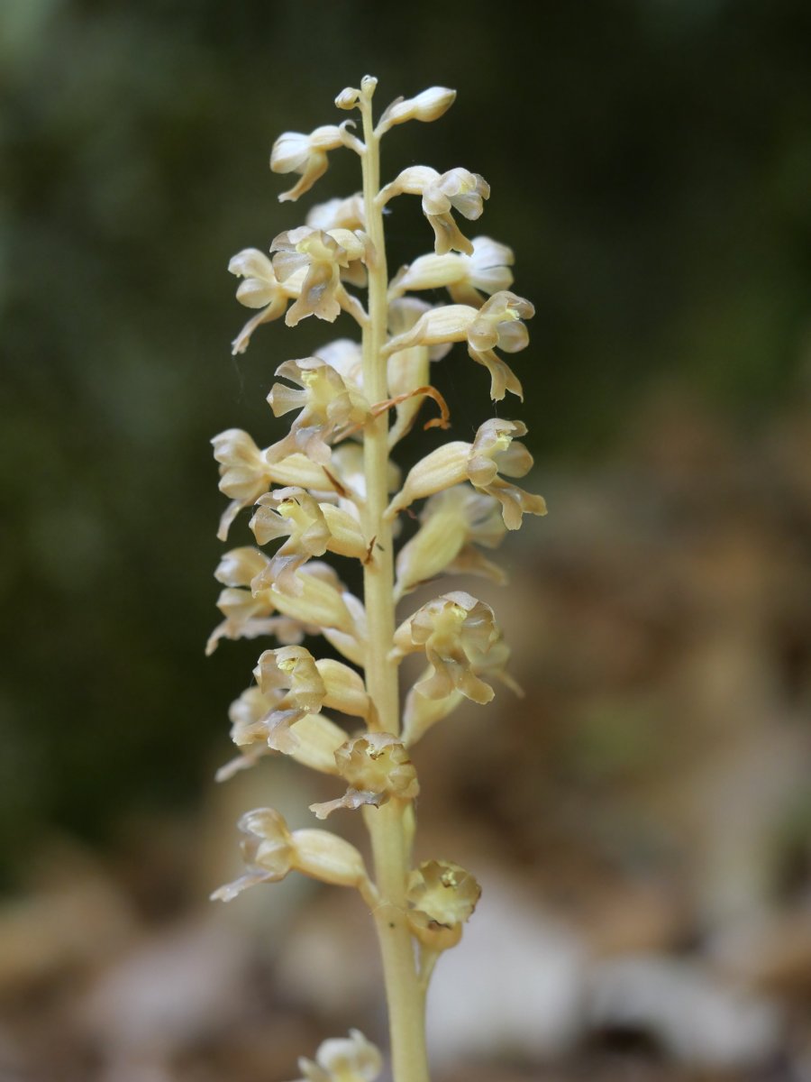 Neottia nidus