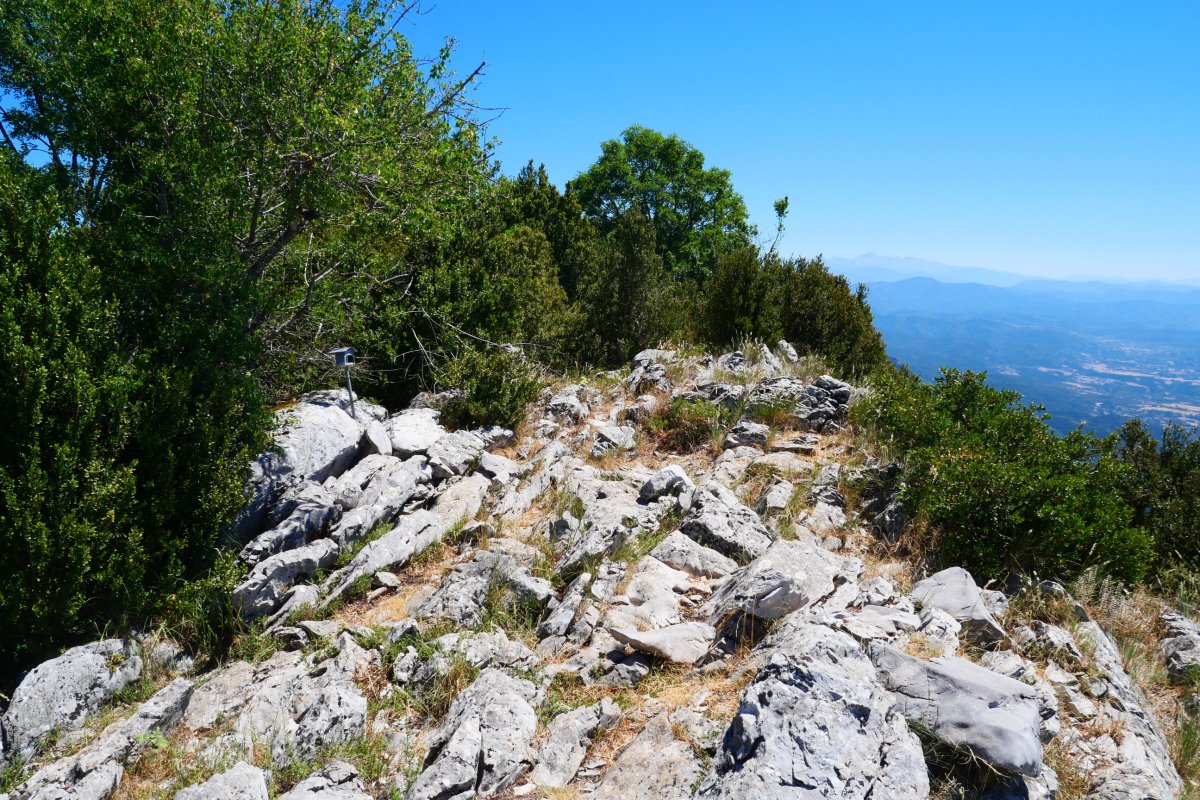 Tontorra, Borreguil